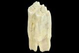 Pleistocene Aged Fossil Bison Tooth - Kansas #154203-1